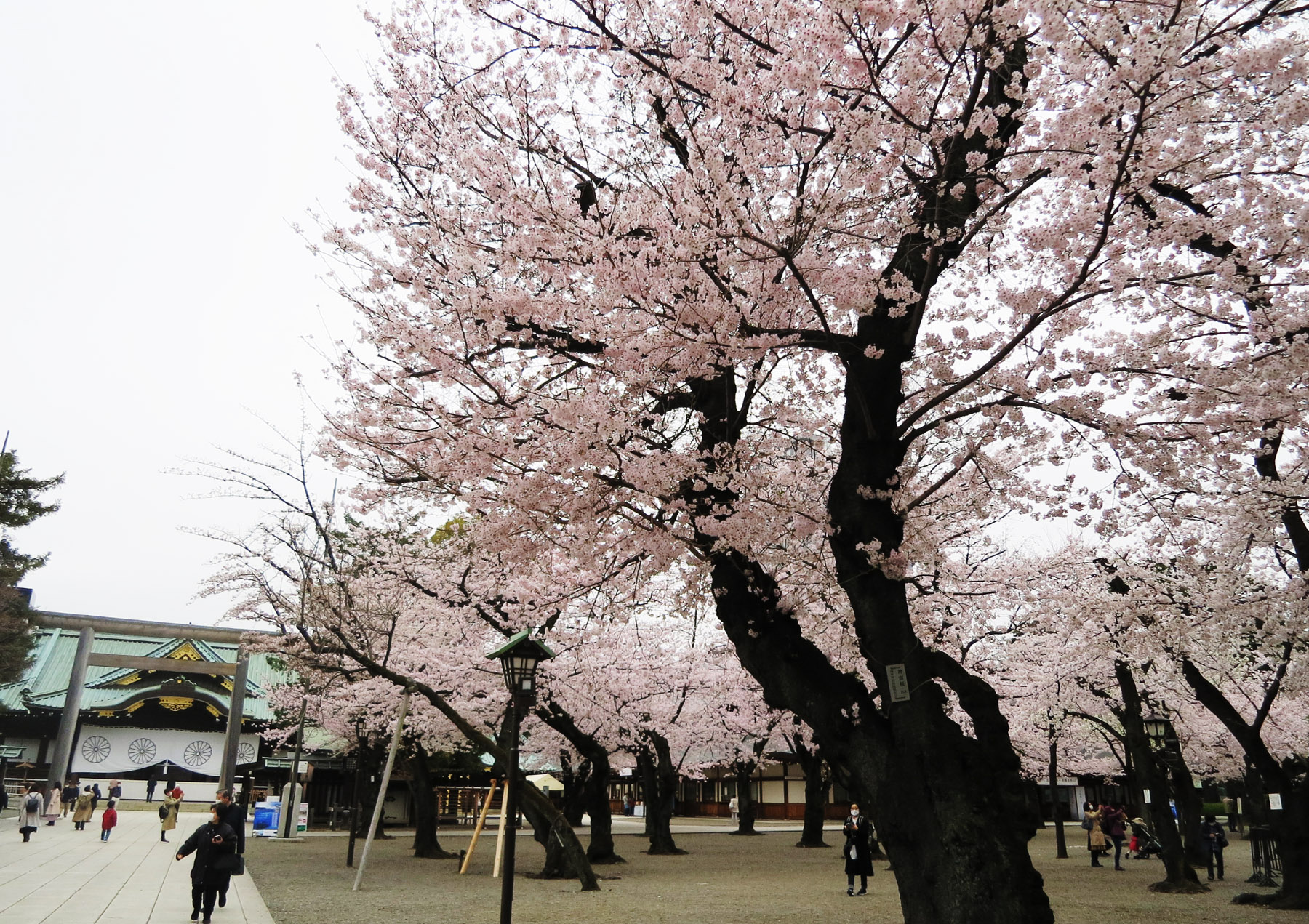 靖国神社50銭昭和18年「新品未使用」「3,5,8の法則❗」有り透かし有り,本物 靖国神社50銭昭和18年「新品未使用」「3,5,8の法則❗」有り