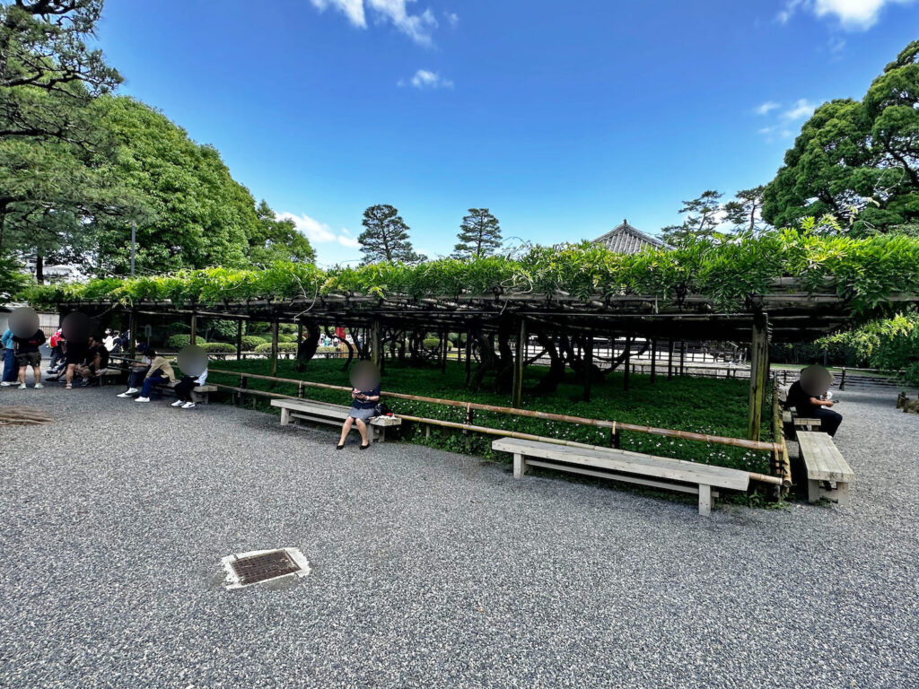 平等院の藤棚