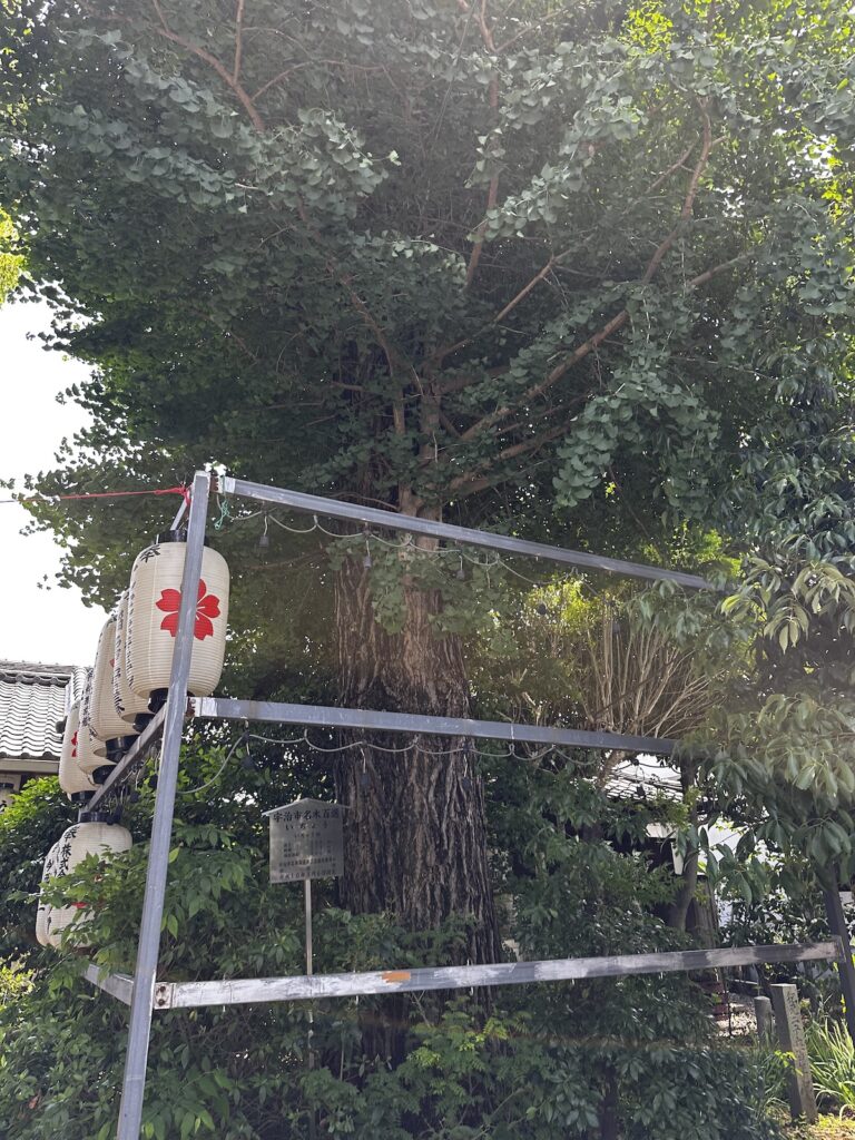 京都宇治の縣神社のイチョウの木