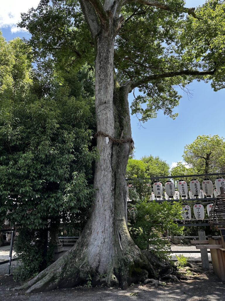 京都宇治の縣神社の御神木