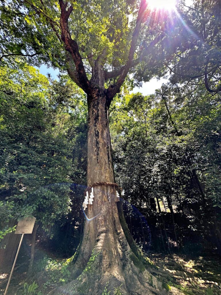 宇治上神社の大きなケヤキのご神木