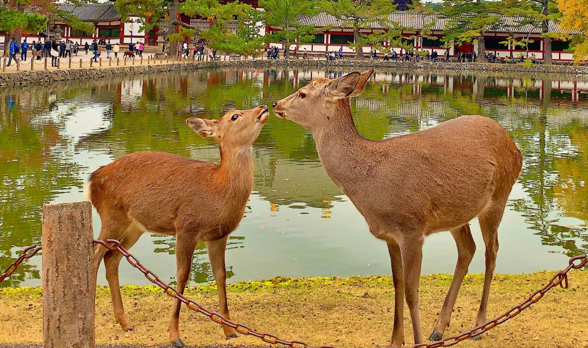 奈良公園の鹿
