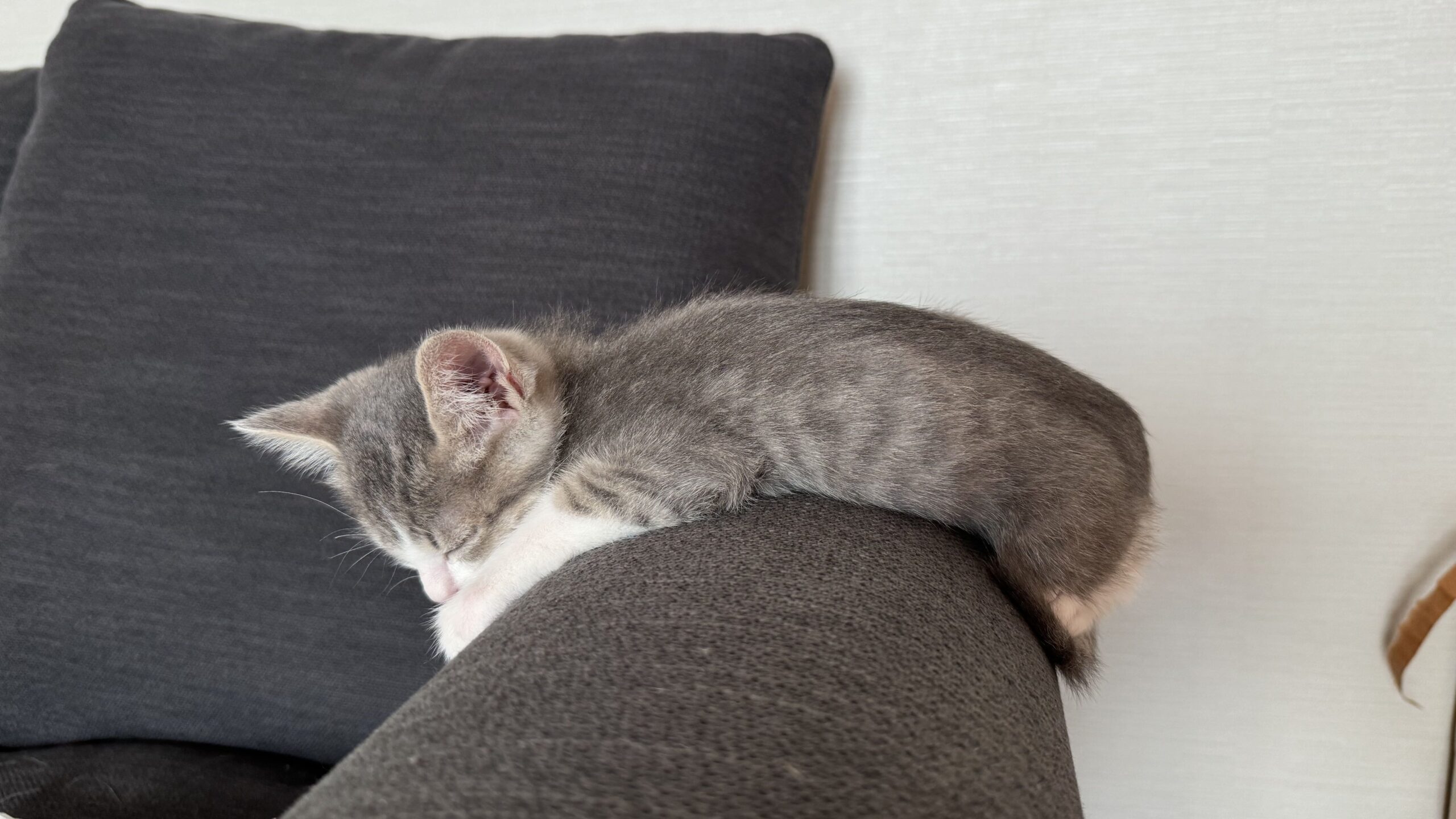 寝ている鯖トラの子猫