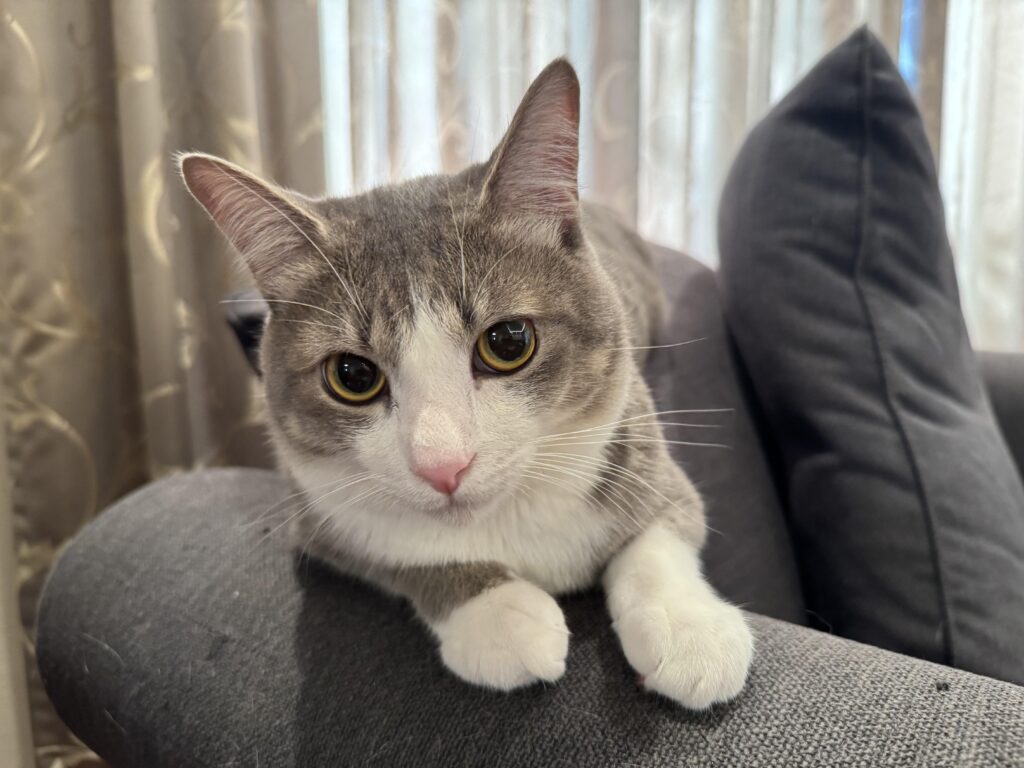 鯖トラの猫