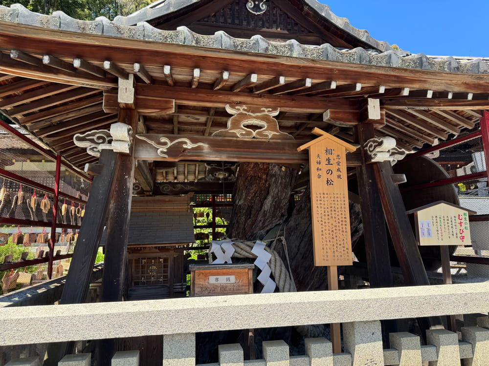松尾大社の相生の松
