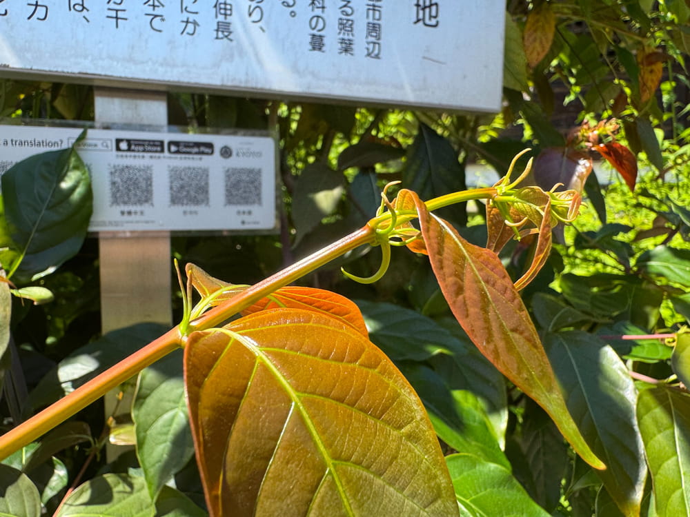 松尾大社のカギカズラ