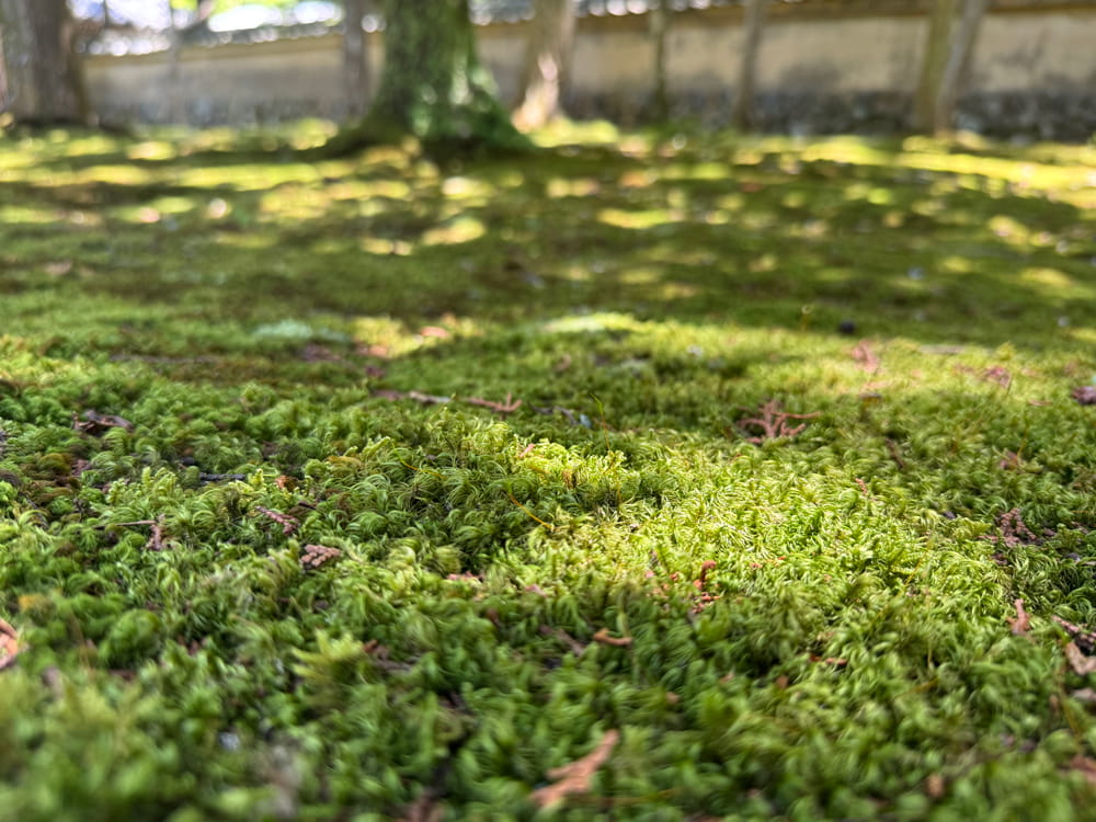 西芳寺(苔寺)庭園