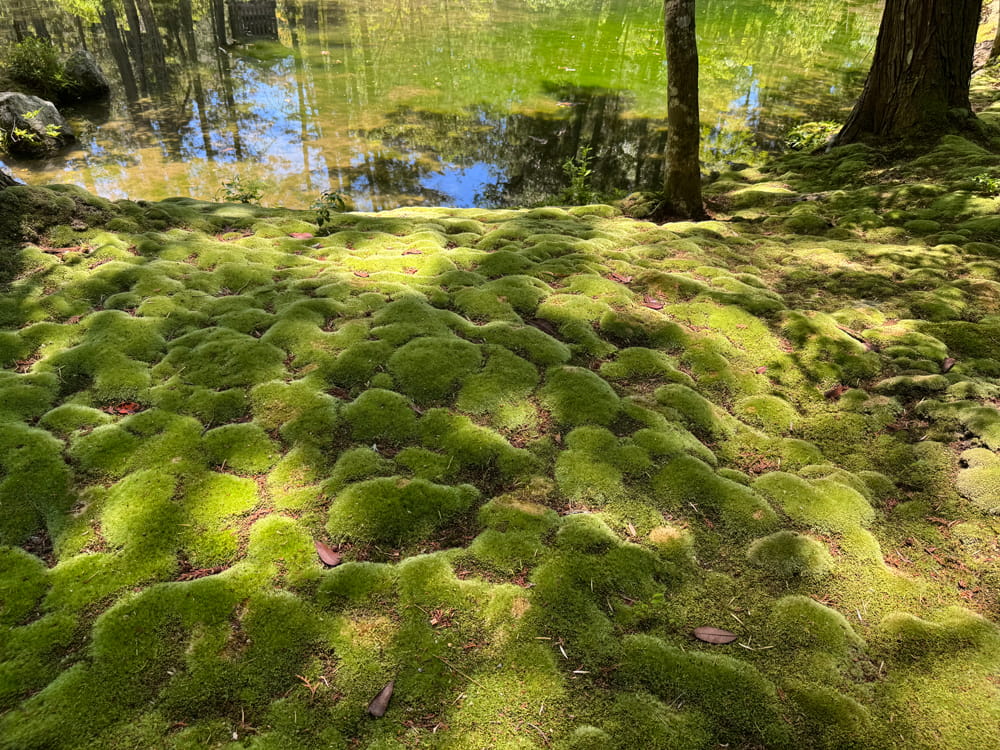 西芳寺(苔寺)庭園